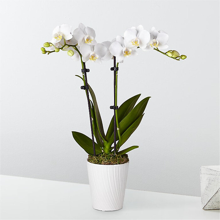 Bliss White Orchid